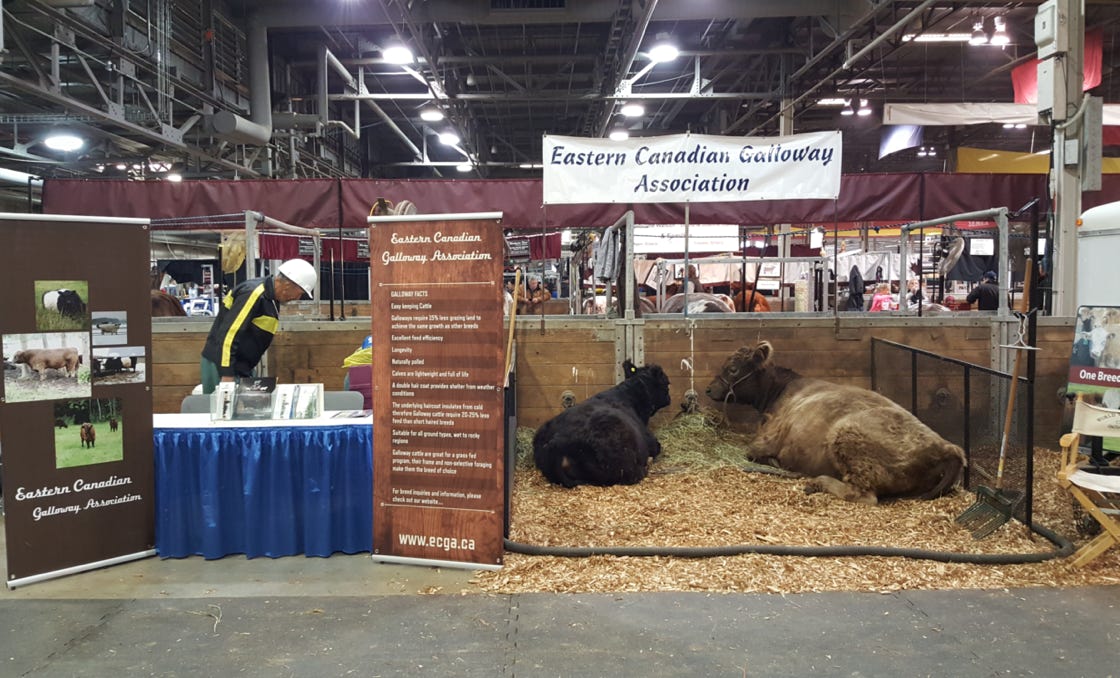 Four Galloway cows in a muddy outdoor show ring. The judge is looking over one breedrers in the {rogeny of Dam class.