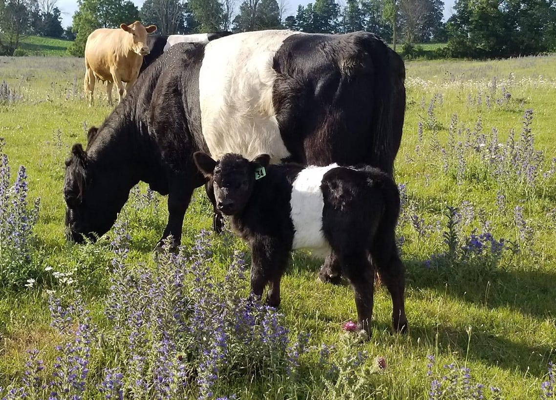 Belted Galloway cattle standing under a pine tree
