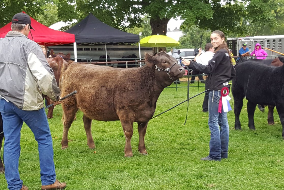 Galloway cattle in an outdoor show ring