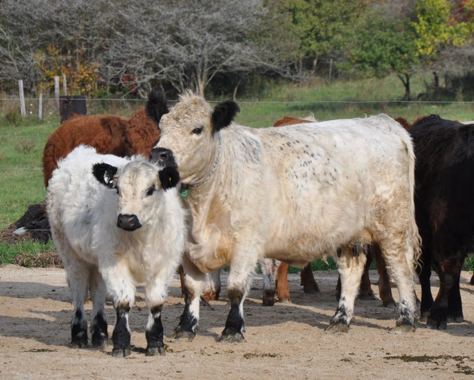 White Galloway cow and calf in a paddock 