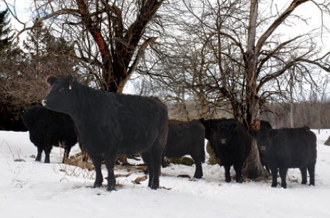 Black Galloway cattle standing in the snow under bare trees