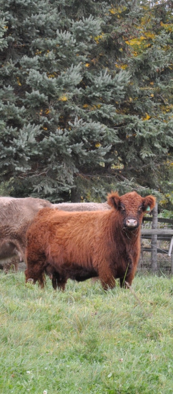 Red Galloway bull staring at the photographer. He is in in a field with a pine forest background. 