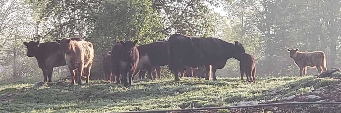 Photo of Galloway cattle in a paddock. Red maple trees in the background. About 30 cows, white, black and dun coloured.