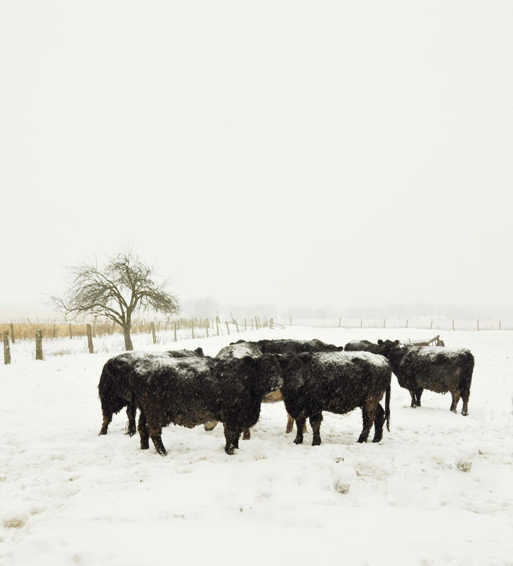 Black Galloway cows with snow on their backs standing in an open field huddled to gether on a blustery einter day